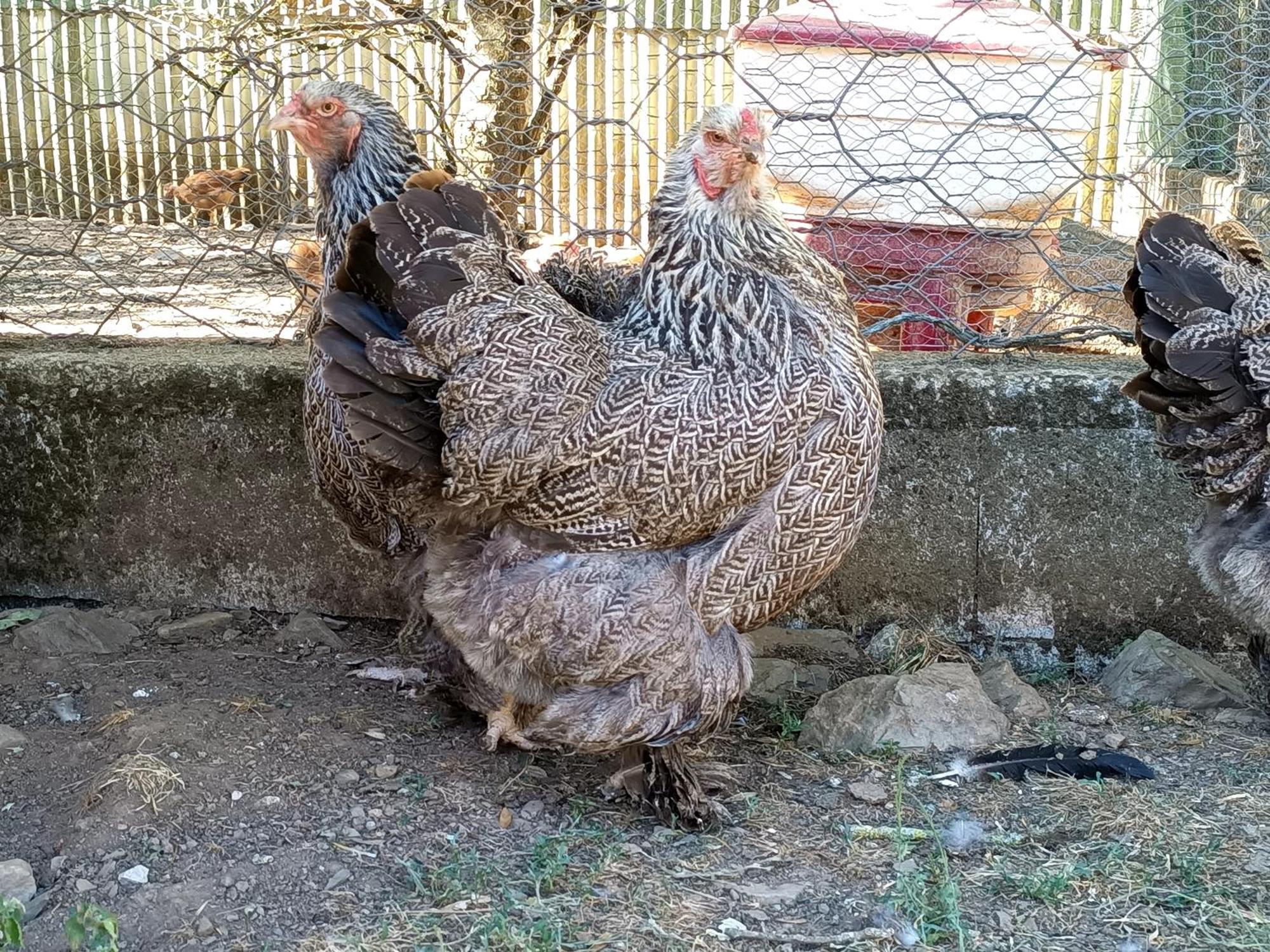 Ferme Les Therondels Saint-Pons-de-Thomieres 외부 사진
